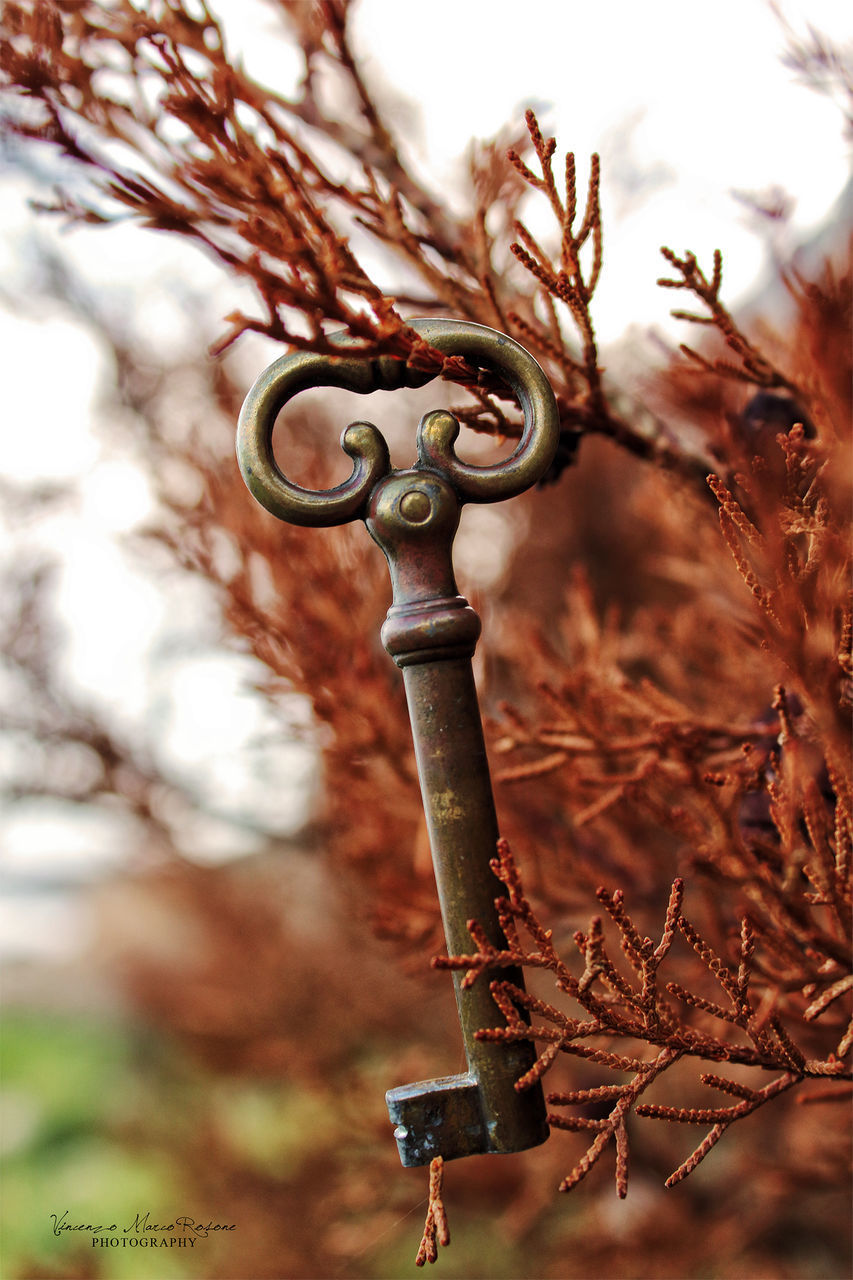 LOW ANGLE VIEW OF RUSTY METAL ON BRANCH