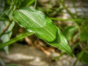 Close-up of insect on leaf