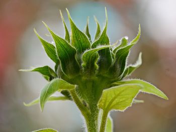 Close-up of fresh green leaves