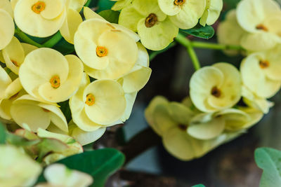 Close-up of yellow flowering plant