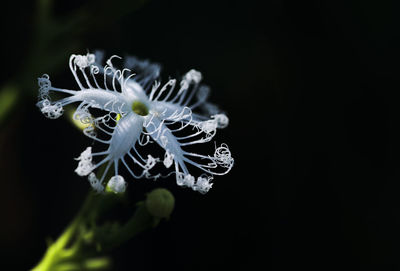 Close-up of white flowering plant against black background