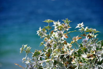 Close-up of yellow flowers