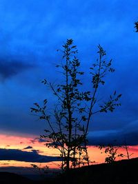 Silhouette tree against sky during sunset