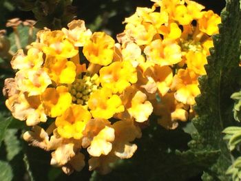 Close-up of yellow flower