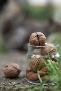 Close-up of snail in jar