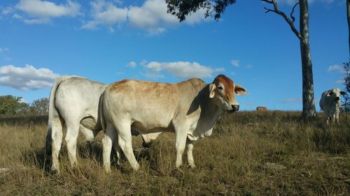 Cows standing in a field