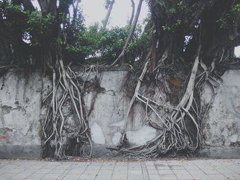 Trees by wall in city