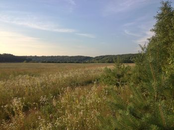 Scenic view of field against sky