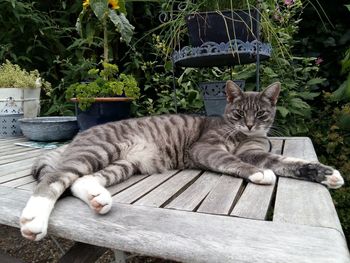 Portrait of cat lying on table in back yard