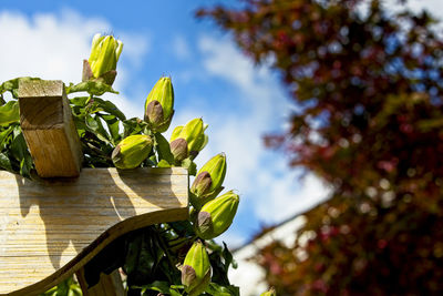 Low angle view of succulent plant against sky