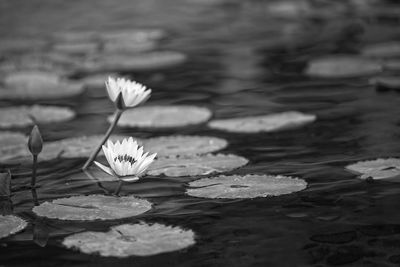 Close-up of lotus water lily in lake