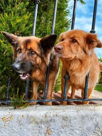 Close-up of a dog looking away