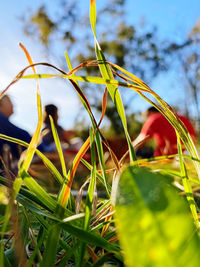 Close-up of grass growing on field against sky