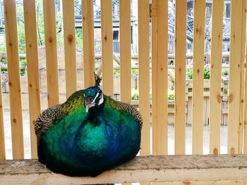 Close-up of bird perching on wood