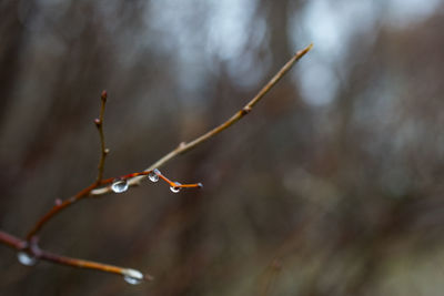 Close-up of water drops on twig