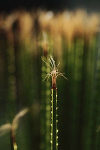 Close-up of insect on plant