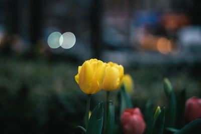 Close-up of yellow flowers against blurred background