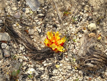 Close-up of yellow flower blooming on field