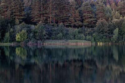 Scenic view of lake in forest