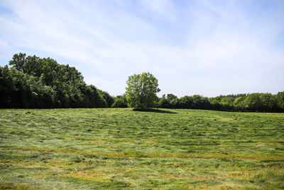 Trees on field against sky