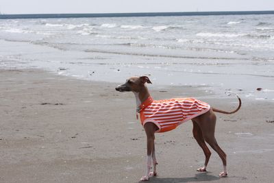 Full length of dog on beach