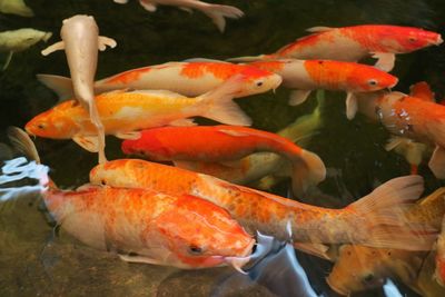 Beautiful fancy carps swimming and eating food in the pond at the farm. feeding animals concept.