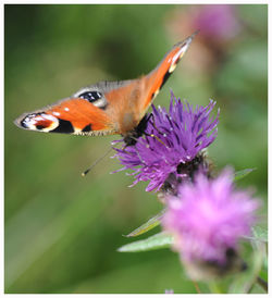 Close-up of butterfly pollinating on flower