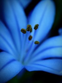 Close-up of purple flower