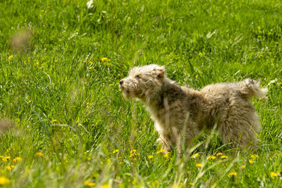 Side view of a dog on field