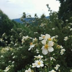 Close-up of white flowers blooming in field