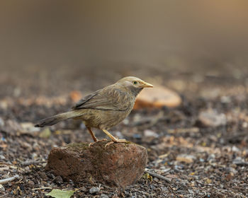 Close-up of bird perching on rock