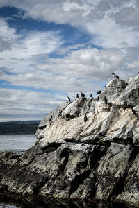 High angle view of seagulls on beach