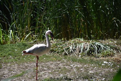 Swan on grass by water