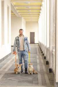 A man in a denim suit walks with dogs on a leash. welsh corgi-pembroke walk with the owner 