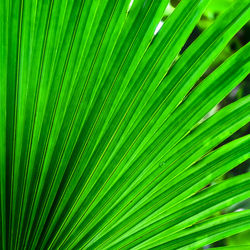 Close-up of palm leaf