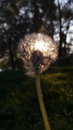 Close-up of dandelion flower