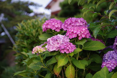 Close-up of pink flowering plants