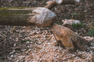 Dead tree on field in forest