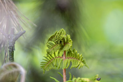 Close-up of green leaves on plant