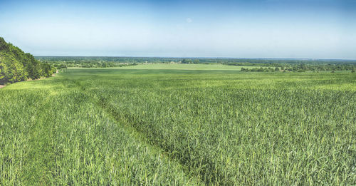 Scenic view of agricultural field against sky