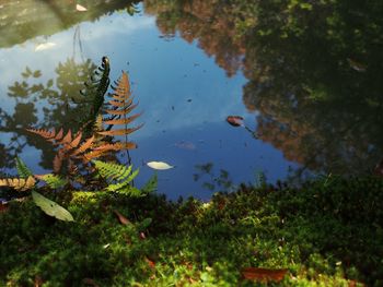 Reflection of trees in pond