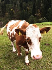 Cow standing on field