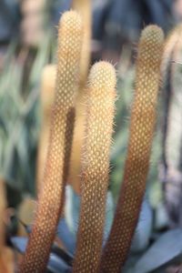 Close-up of cactus