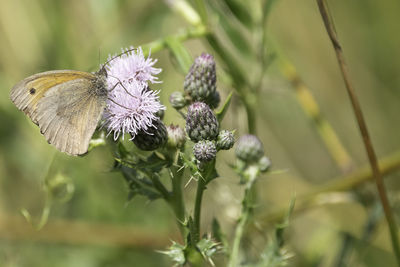 Close-up of butterfly pollinating on purple flower
