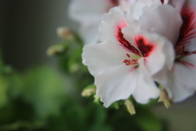 Close-up of white cherry blossom