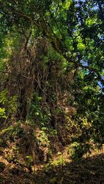 Trees in forest