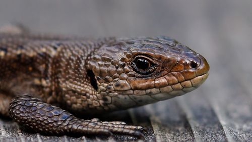 Close-up side view of a reptile