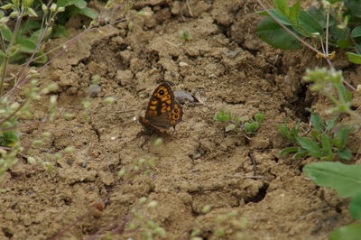 High angle view of butterfly on field