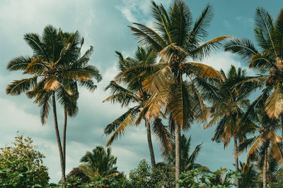 Low angle view of palm trees against sky