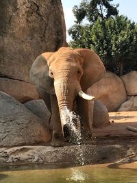 Low angle view of elephant by rock against sky